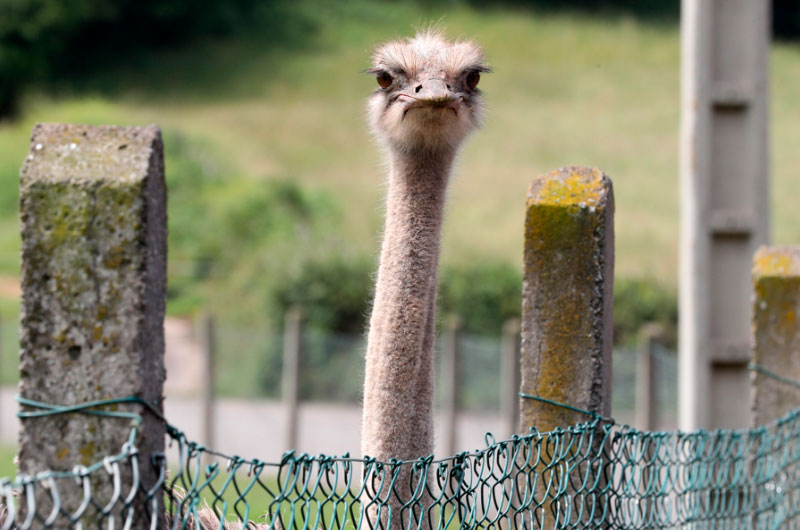 Canadá sacrifica 300 avestruces tras brote de gripe aviar pese a presión de activistas