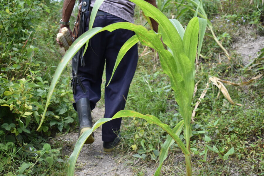 MAG anuncia siembra de 10,000 manzanas de maíz como parte de un programa estatal