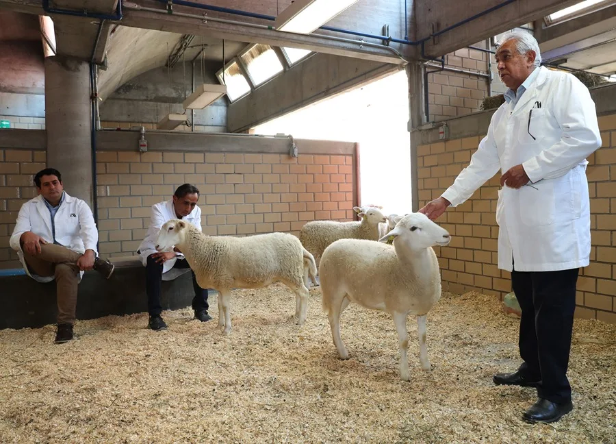 México clona su primer borrego y alista técnica para toros y caballos
