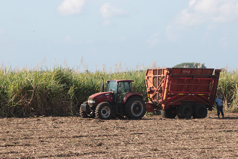 Productores afrontan una zafra 2025-2026 complicada por clima adverso y bajos precios