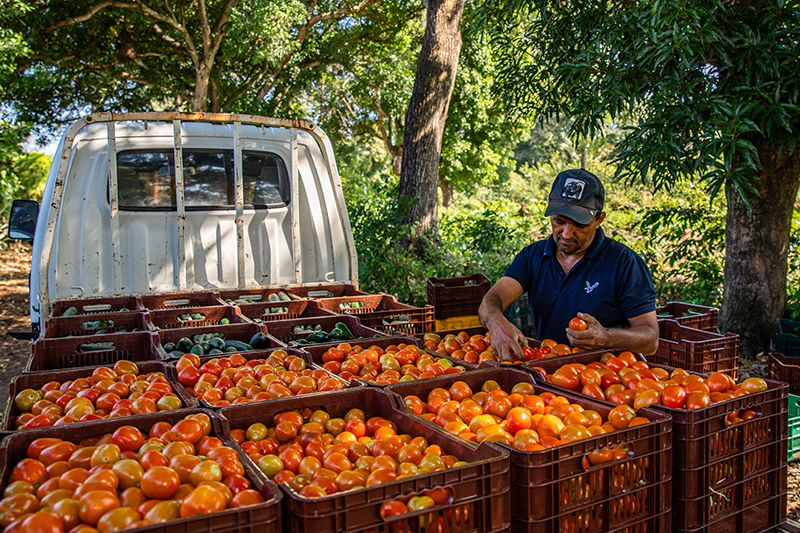 Productores de Atiquizaya reportan mejores cosechas gracias a programa del MAG