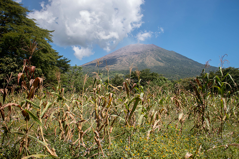 Productores advierten riesgo de sequía en agosto que pondría en peligro los cultivos de postrera