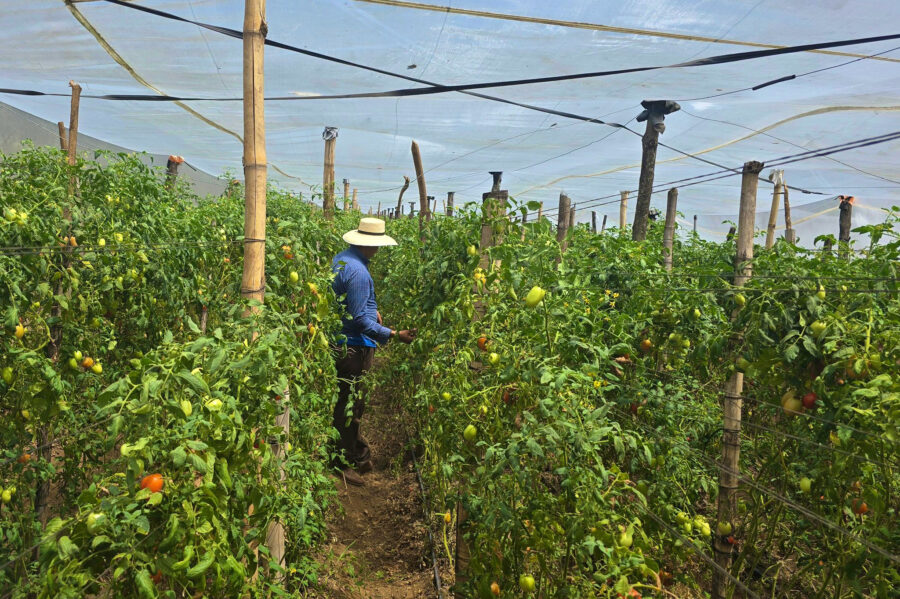 Productores cultivan 5 millones de libras de tomates mensuales con programa estatal, asegura el MAG