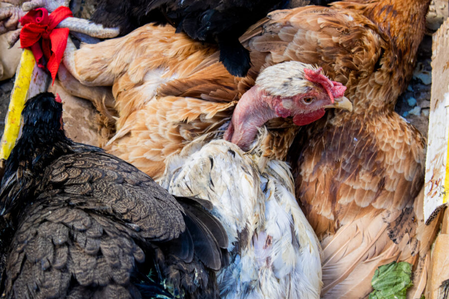 Gallinas desde $15 y chumpes de hasta $60 marcan precios en mercados de San Salvador