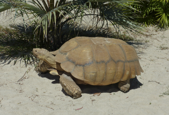 MAG autoriza zoocriadero de tortugas africanas en San Miguel