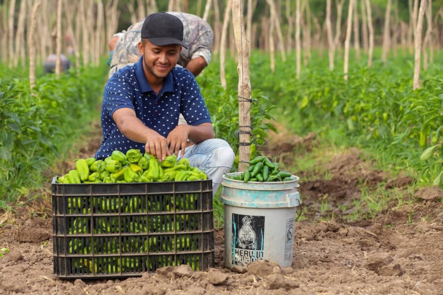 Gobierno pide a diputados aprobar dos convenios por un total de $61.3 millones para programa de seguridad alimentaria en zona rural