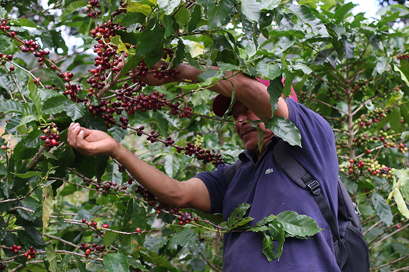 El Salvador tiene uno de los PIB agrícolas más pequeños de Centroamérica
