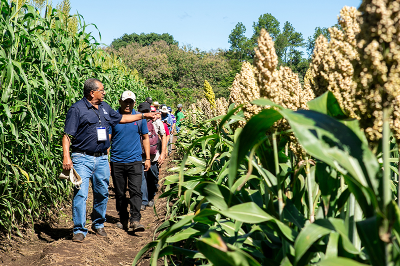CENTA presenta nuevas variedades de frijol, sorgo, yuca y ejote resistentes al cambio climático