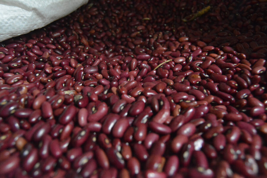 Fews Net señala que el precio de los frijoles se mantuvo alto en diciembre