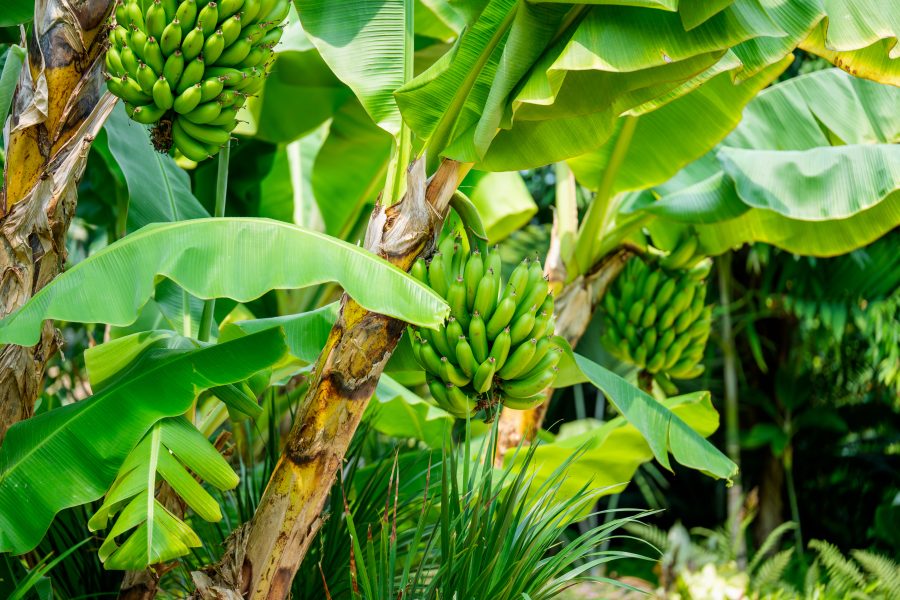 Investigación del CENTA advierte de aumento de plaga que afecta raíces de plantaciones de bananos
