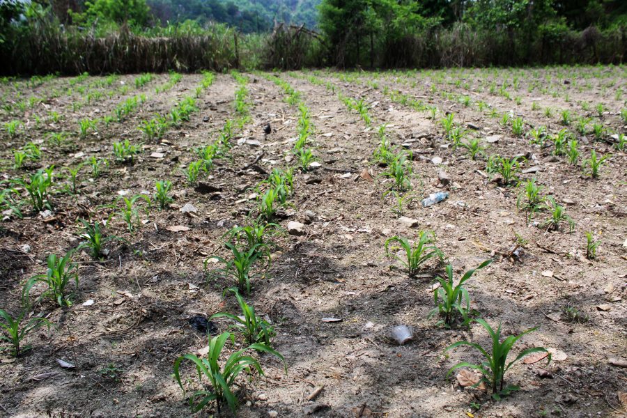 Fews Net alerta de incremento de lluvias en febrero, pero son insuficientes para actividades agrícolas