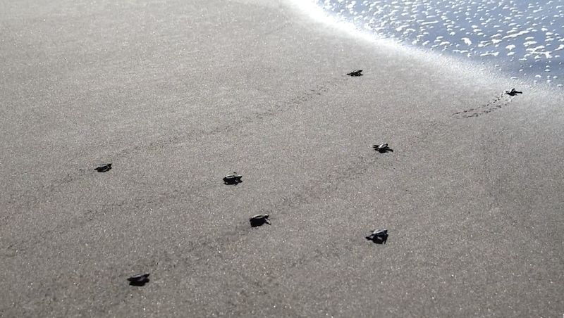 FIAES libera 8.5 millones de tortugas marinas recién nacidas en playas salvadoreñas