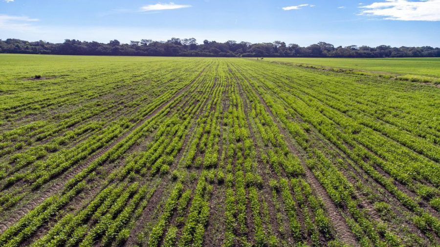 Agricultura anuncia incorporación de la FAO y del Programa Mundial de Alimentos al Programa Aumento a la Producción
