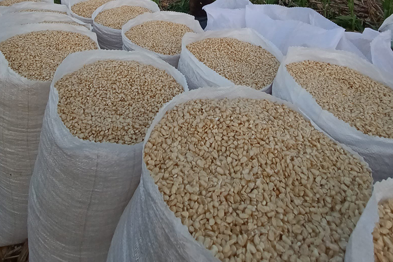 Mesa Agropecuaria denuncia especulación en precios del maíz para favorecer importaciones