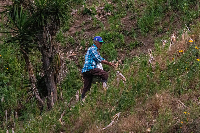 Producción de maíz y frijoles cae hasta 19.6 %, mientras el arroz se desploma 79.8 %