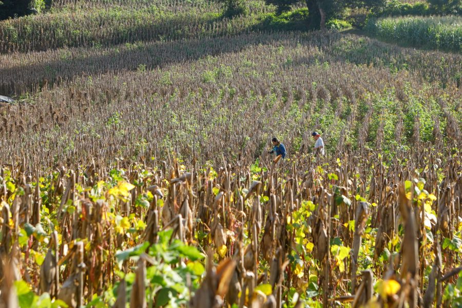 Presidente de Campo estima cubrir 75% de maíz, 20% de frijol y 100% de arroz en siembra de junio