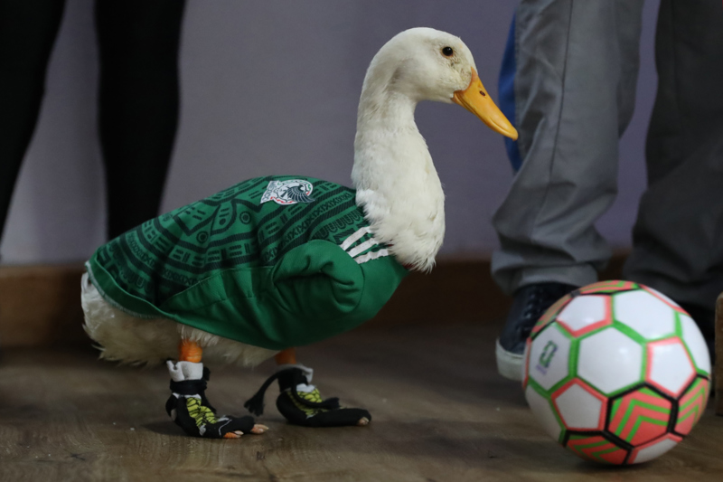 Merlín, el pato mexicano que conquista el Mundial